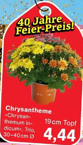 Wiglo Wunderland Chrysantheme Angebot