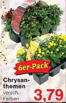 Wiglo Wunderland Chrysanthemen Angebot