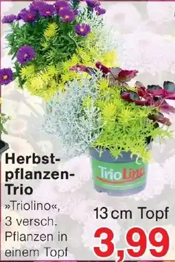 Wiglo Wunderland Herbst- pflanzen- Trio Angebot