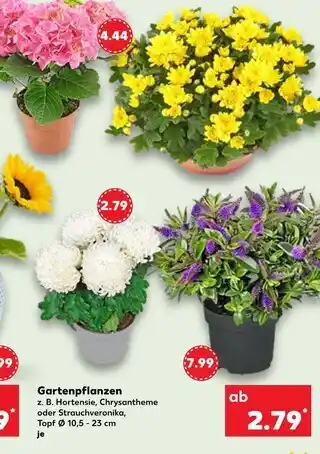 Kaufland Hortensie Angebot