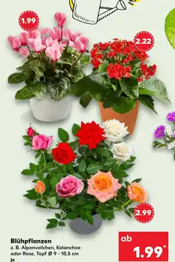 Kaufland Alpenveilchen Angebot