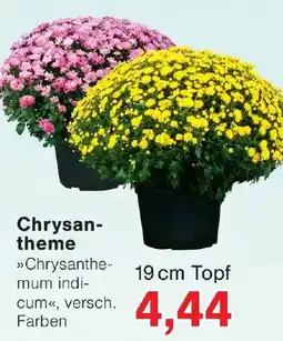 Wiglo Wunderland Chrysantheme Angebot