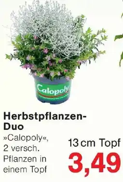 Wiglo Wunderland Herbstpflanzen-Duo Angebot