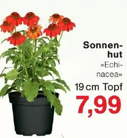 Wiglo Wunderland Sonnenhut Angebot