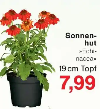 Wiglo Wunderland Sonnenhut Angebot