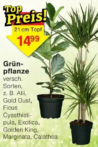 Wiglo Wunderland Grünpflanze Angebot