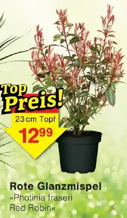 Wiglo Wunderland Rote Glanzmispel Angebot