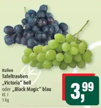 Markant Tafeltrauben ,,Victoria" hell oder,,Black Magic" blau Angebot