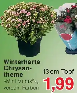 Wiglo Wunderland Winterharte Chrysantheme Angebot