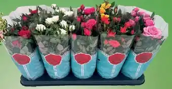 Wiglo Wunderland Rose Angebot