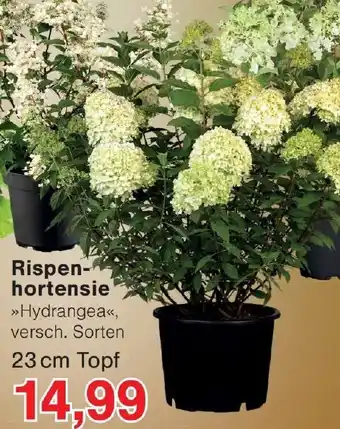 Wiglo Wunderland Rispenhortensie Angebot