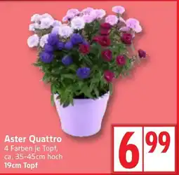 Edeka Aster Quattro Angebot
