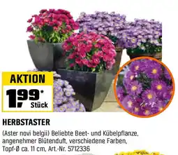 OBI HERBSTASTER Angebot