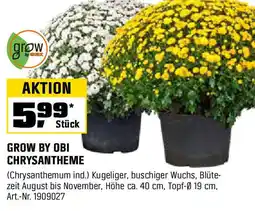OBI GROW BY OBI CHRYSANTHEME Angebot