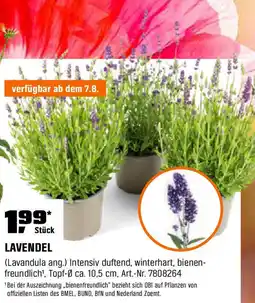 OBI LAVENDEL Angebot