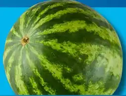 Aldi Süd Wassermelone Angebot