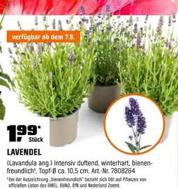 OBI Lavendel Angebot