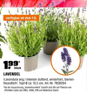 OBI Lavendel Angebot