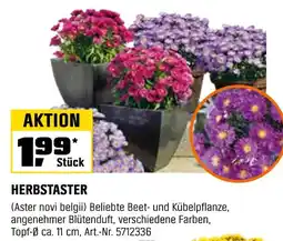 OBI Herbstaster Angebot