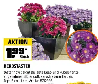 OBI Herbstaster Angebot