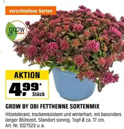 OBI Grow by obi fetthenne sortenmix Angebot