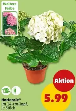 PENNY Hortensie Angebot
