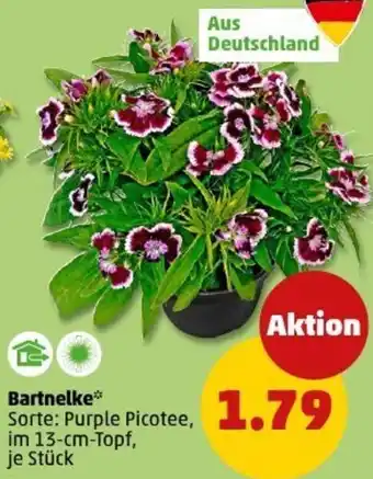 PENNY Bartnelke Angebot