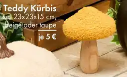 TEDi Teddy Kürbis Angebot
