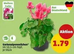 PENNY Gartenalpenveilchen Angebot