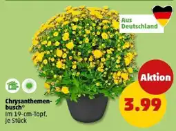 PENNY Chrysanthemen- busch Angebot