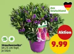 PENNY Strauchveronika Angebot
