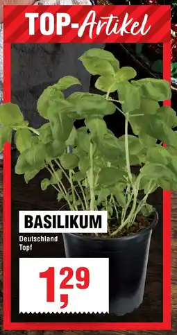 Handelshof Basilikum Angebot