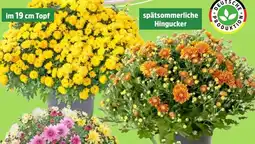 Thomas Philipps Busch- oder Kugelchrysanthemen Angebot