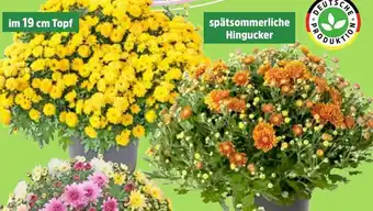 Thomas Philipps Busch- oder Kugelchrysanthemen Angebot