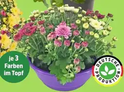 Thomas Philipps Mix Angebot