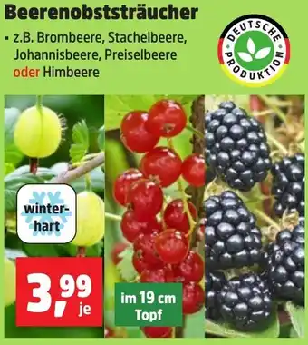 Thomas Philipps Beerenobststräucher Angebot