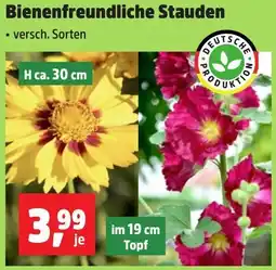 Thomas Philipps Bienenfreundliche Stauden Angebot