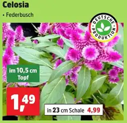 Thomas Philipps Celosia Angebot