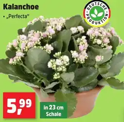 Thomas Philipps Kalanchoe Angebot