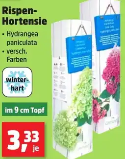 Thomas Philipps Rispen Hortensie Angebot