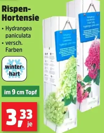 Thomas Philipps Rispen Hortensie Angebot