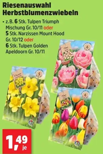 Thomas Philipps Riesenauswahl Herbstblumenzwiebeln Angebot