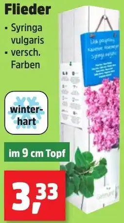 Thomas Philipps Flieder Angebot