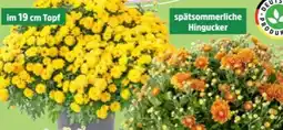 Thomas Philipps Chrysanthemen Büsche Angebot