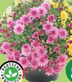Thomas Philipps Chrysanthemen Trio Angebot