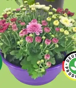 Thomas Philipps Chrysanthemen-Mix Angebot