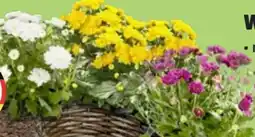 Thomas Philipps Chrysanthemen Patio Mum Angebot
