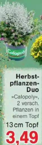 Jawoll Herbst- pflanzen- Duo Angebot