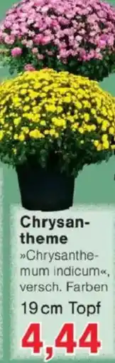 Jawoll Chrysantheme Angebot