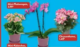 Aldi Süd Gardenline Chrysantheme Angebot